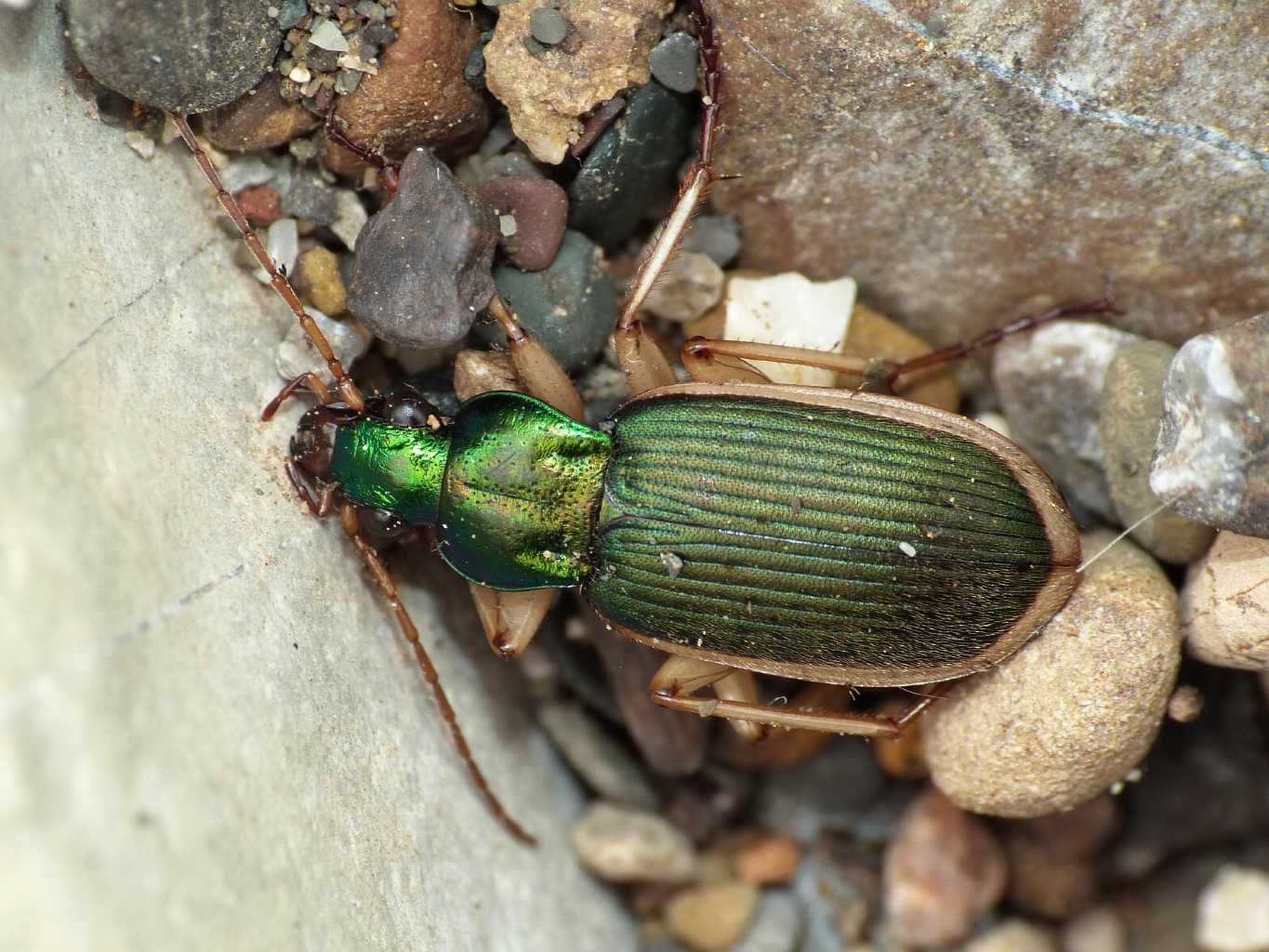 Chlaenius velutinus